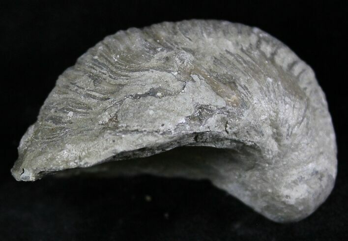 Gryphaea (Devil's Toenail) Fossil Oyster - Jurassic #25975